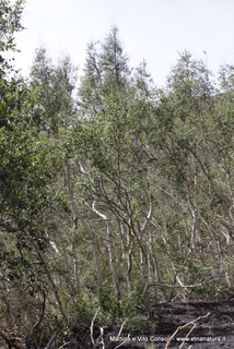 rra delle Concazze-05-08-2014 11-20-50